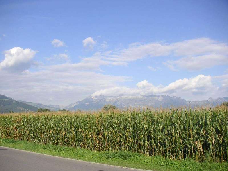 A corn field under a wide sky