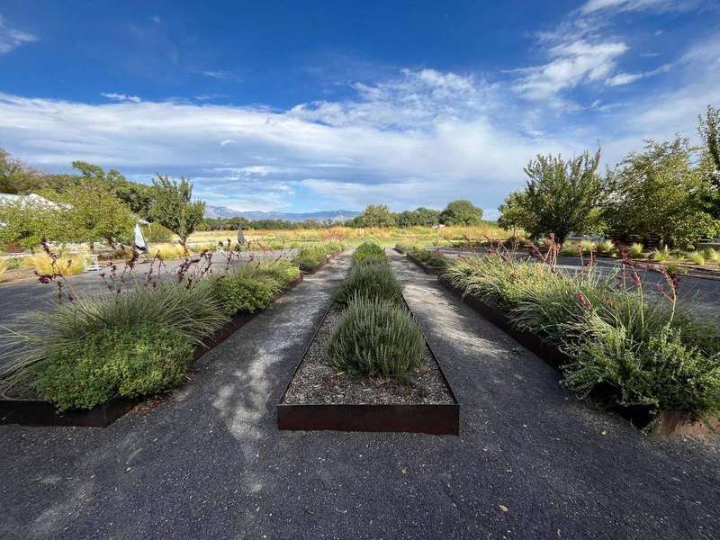 Raised vegetable garden beds with mixed plantings