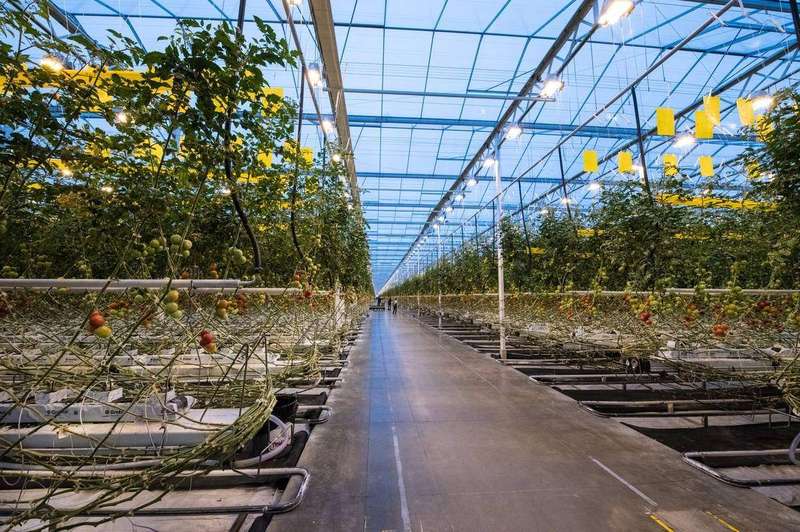 Tomato vines trained up strings in a greenhouse