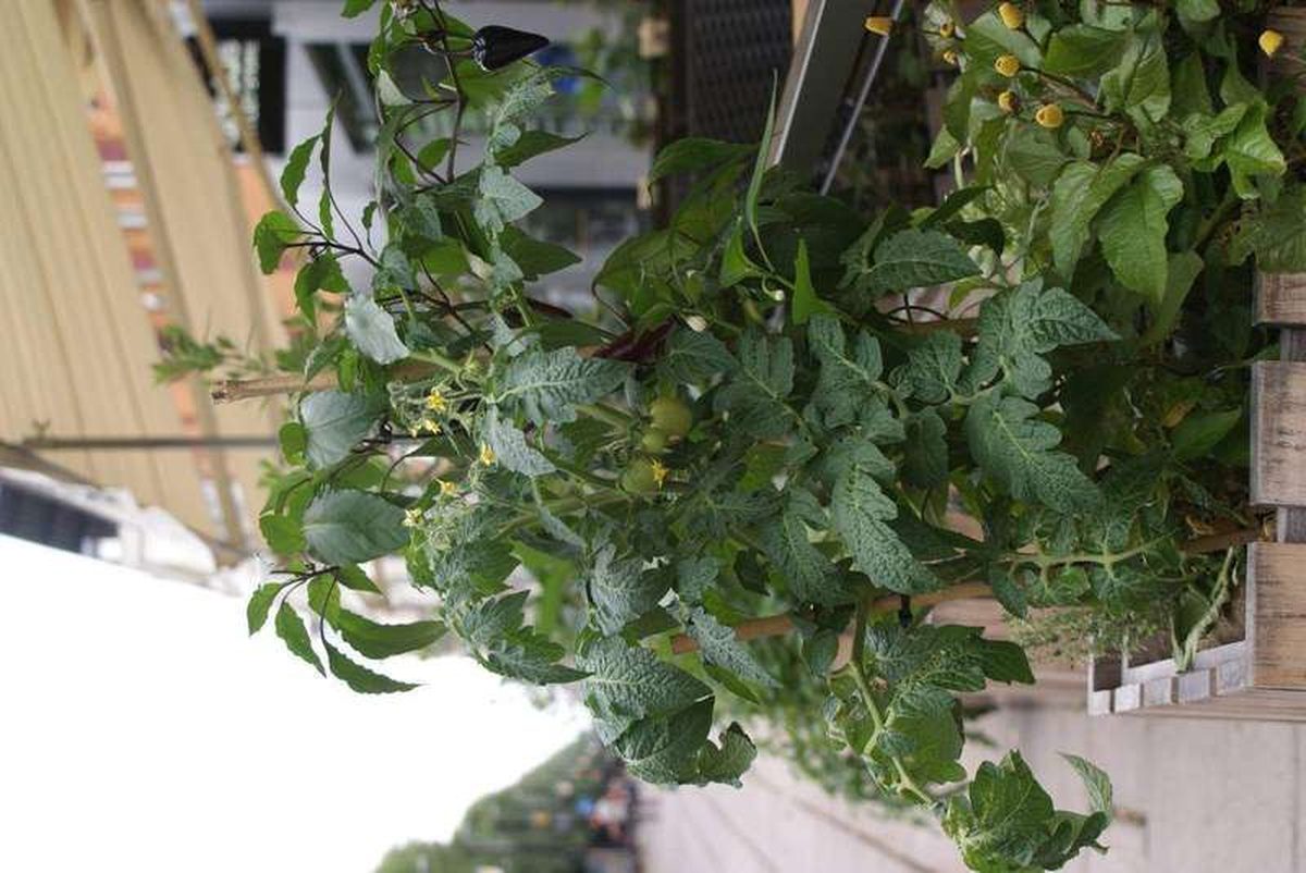 Determinate vs. indeterminate tomatoes: growth, pruning, and harvest differences
