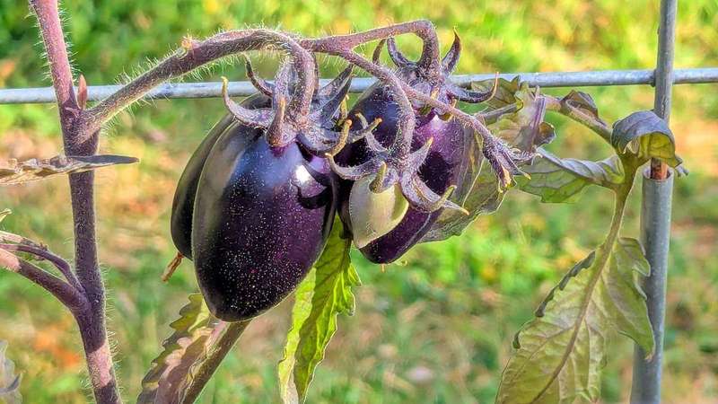 Roma tomatoes, a classic determinate type for sauces