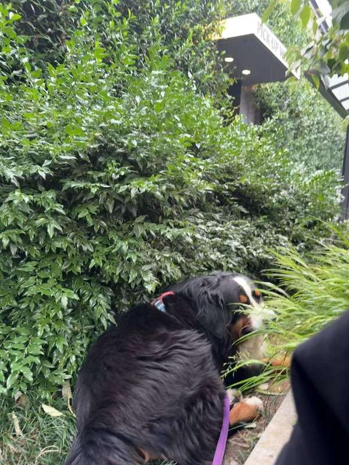 Why Does My Dog Eat Grass and Vomit?