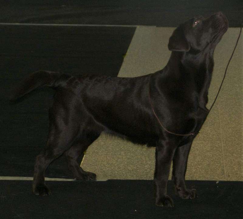 A chocolate Labrador Retriever standing outdoors