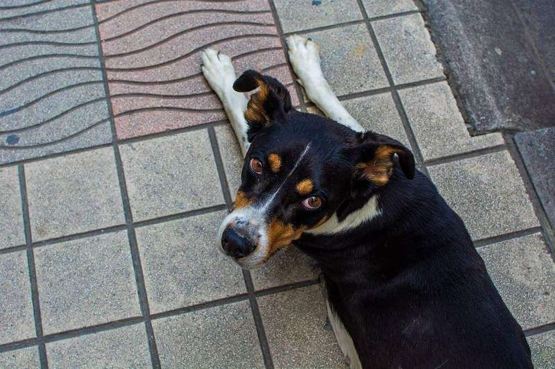 A dog resting with a calm, fixed gaze, reading its human for cues