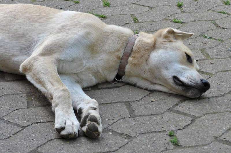 A relaxed dog lying down, the calm alternative to mealtime staring
