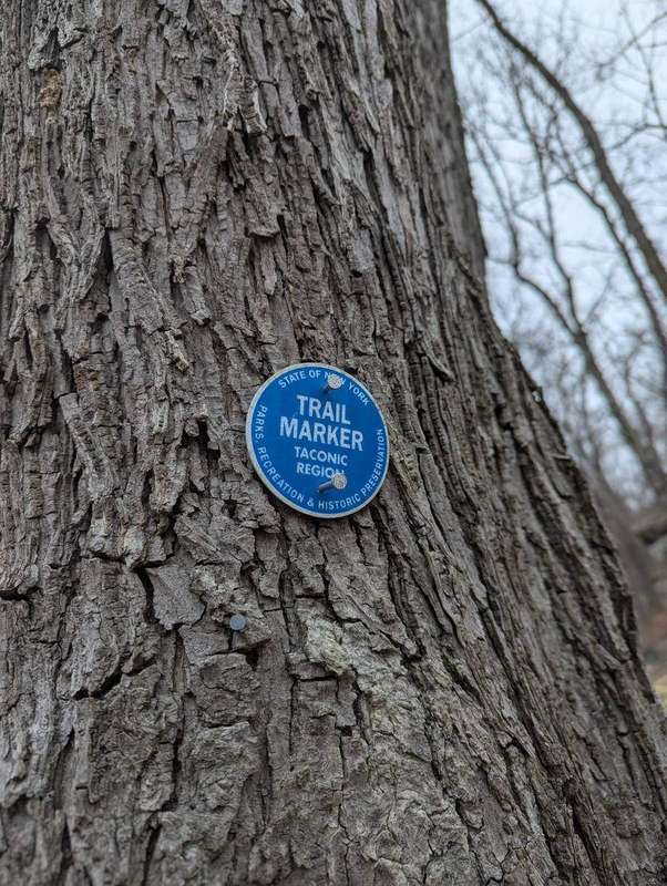 Blue trail blaze on a tree