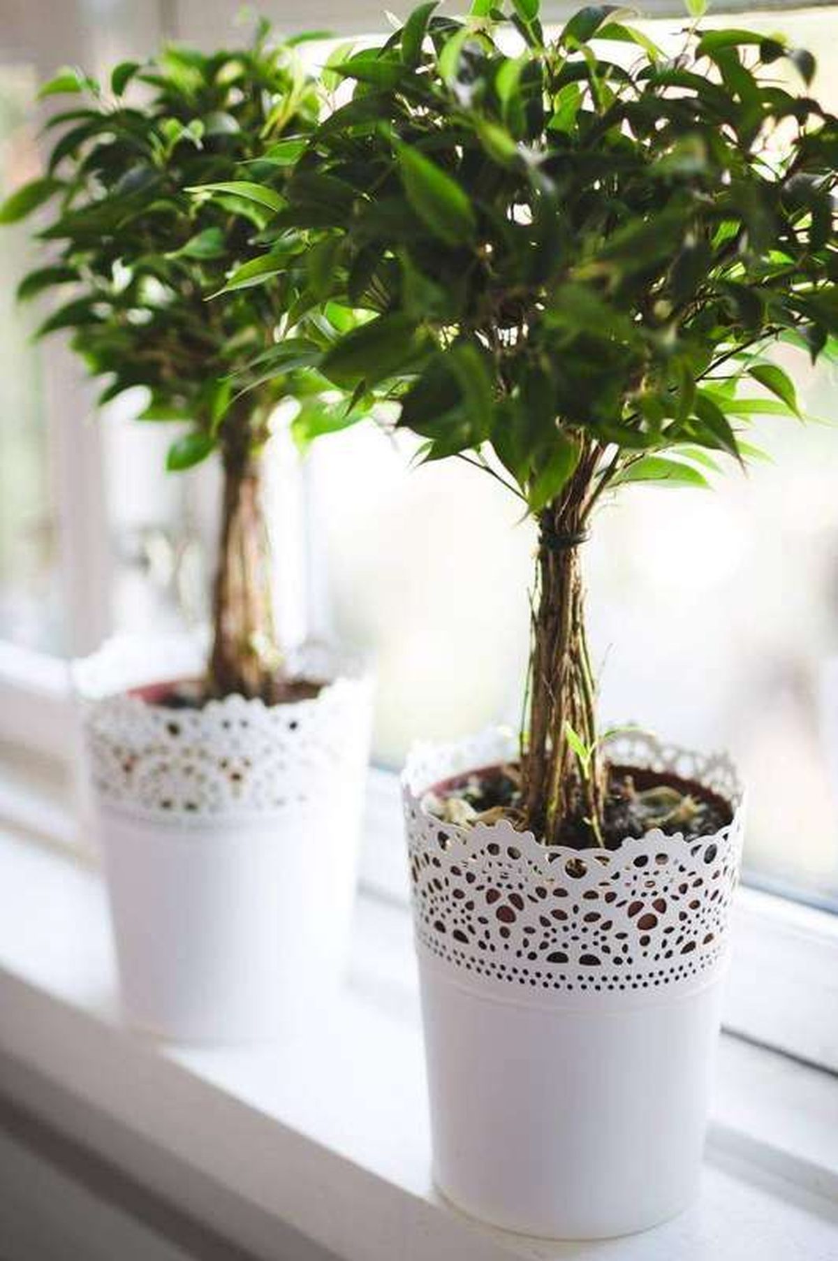 Do Houseplants Raise Indoor Humidity? What the Research Says