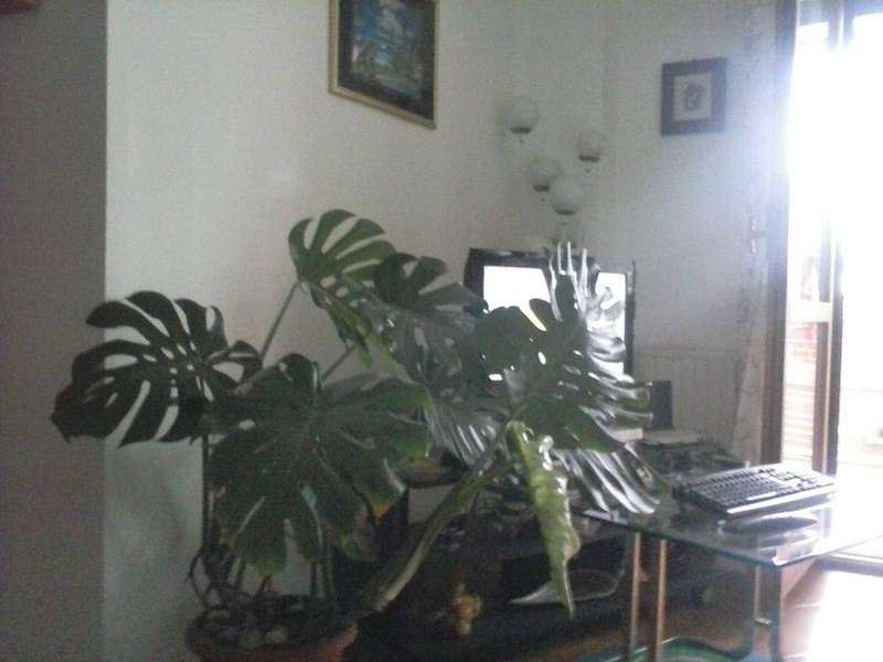A monstera with large split leaves, a heavy transpirer among common houseplants