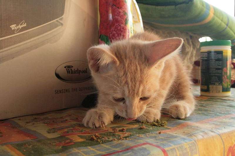 A kitten eating dry food from a bowl