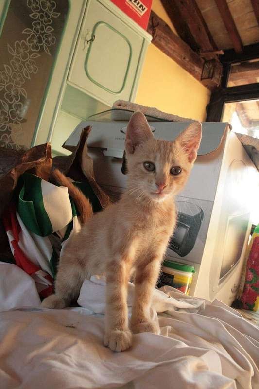 A kitten sitting outdoors