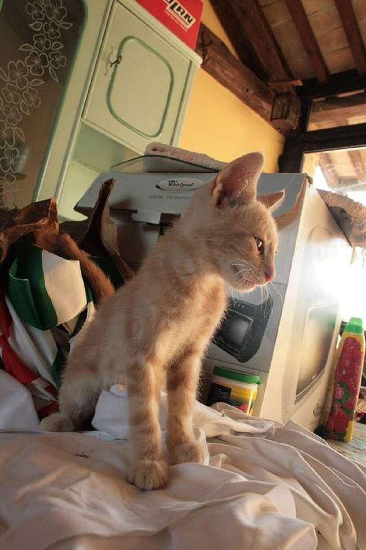 How to introduce a new cat to your resident cat: a slow method