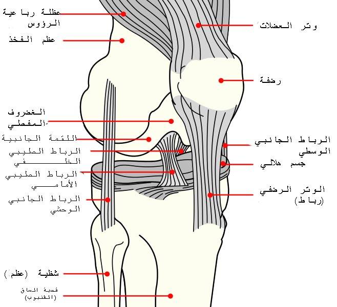 Diagram of the knee joint showing the patella and surrounding structures
