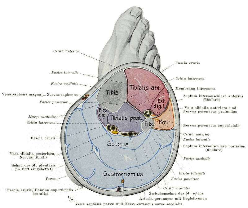 Anatomical plate of the lower leg muscles from a 1921 anatomy atlas