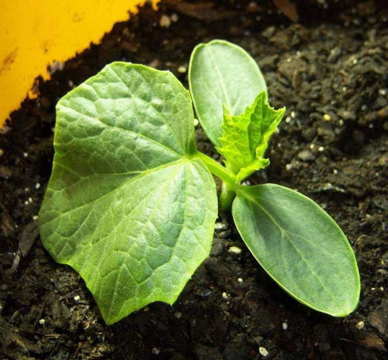 A two-week-old cucumber seedling showing stretched early growth