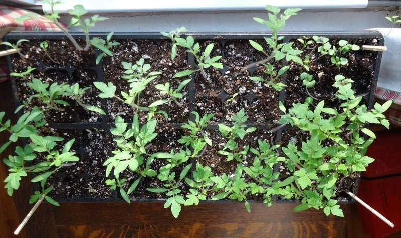 Tomato and basil seedlings growing together in a seed tray