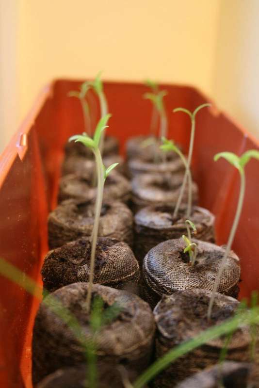 Close-up of young tomato sprouts with thin stems