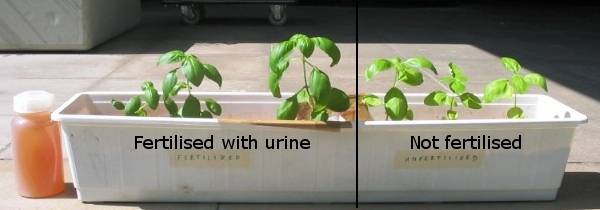 Side-by-side comparison of fertilised and unfertilised basil plants