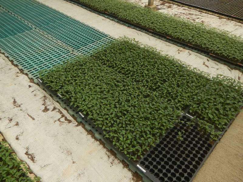 Rows of young seedlings growing in nursery trays
