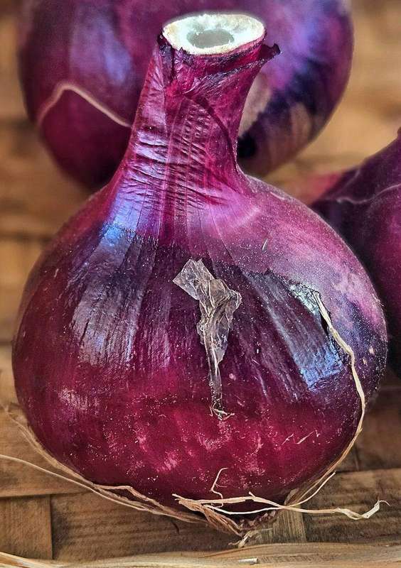 A red onion bulb
