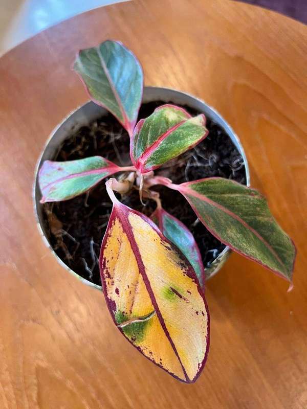 A healthy Chinese evergreen houseplant in a pot
