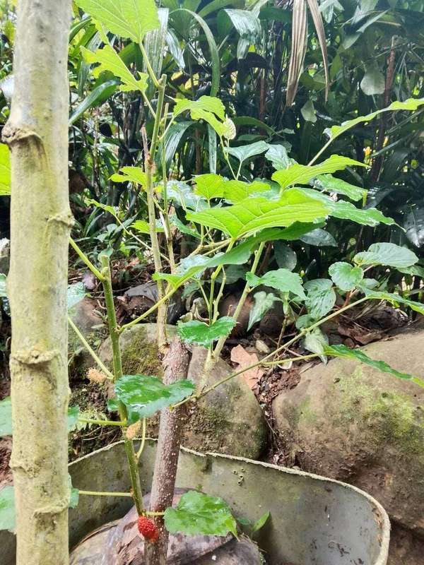 A potted plant in free-draining mix