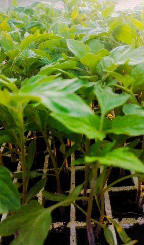 Young tomato seedlings growing in a nursery bed