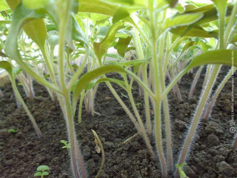 Close-up of tomato seedlings with their first true leaves