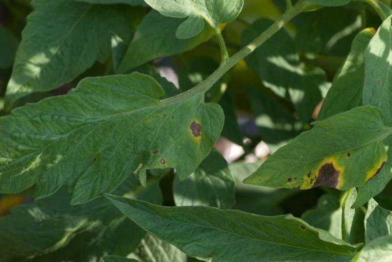 Tomato leaves with early blight lesions