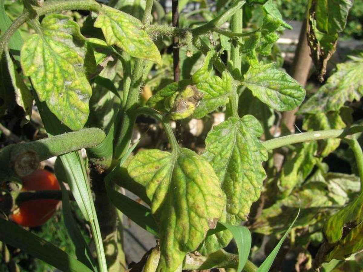 Why Are My Tomato Leaves Turning Yellow at the Bottom?
