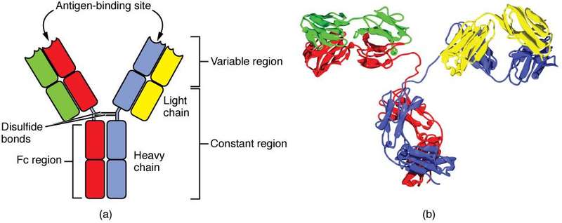 A diagram of the four-chain structure of a generic IgG antibody