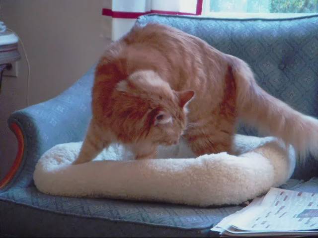 A cat resting on a soft bed