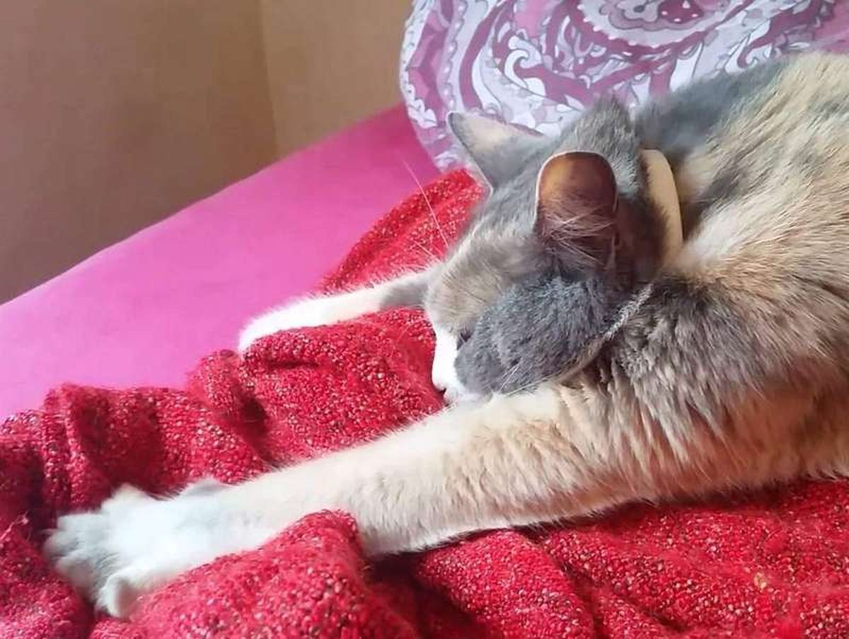 Why does my cat knead with its paws?