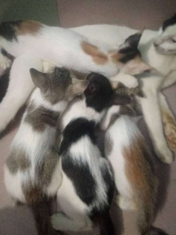 A mother cat nursing her four kittens