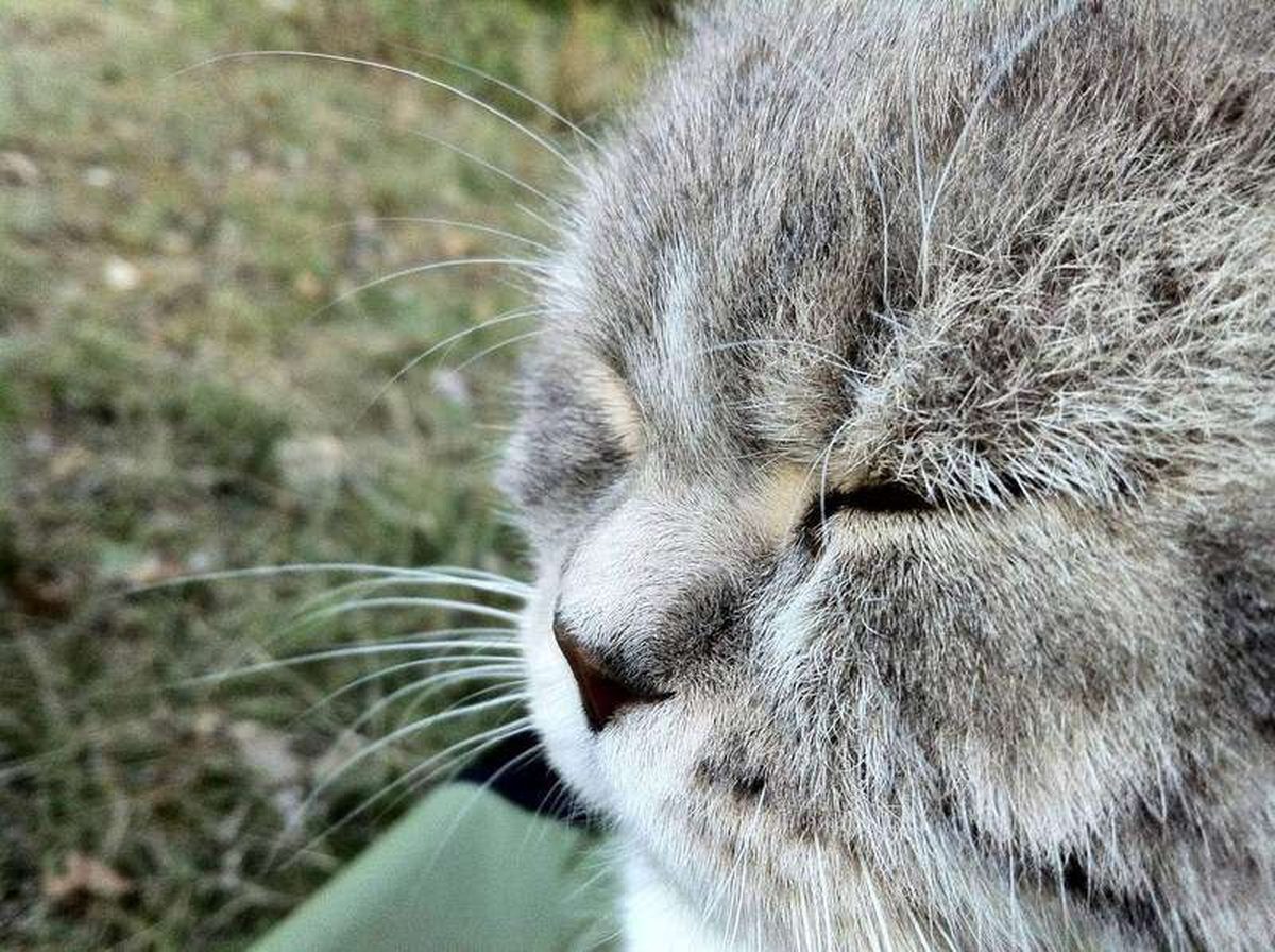 Why Do Cats Purr? What the Science Says It Really Means