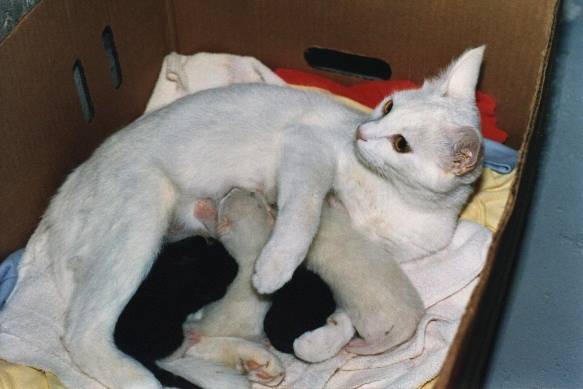 A white cat nursing four kittens