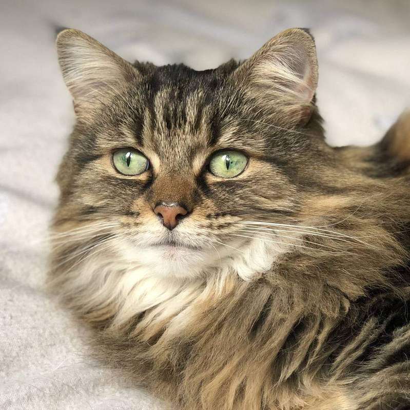 A long-haired tabby cat face