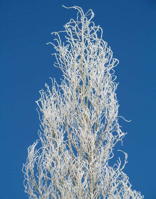 Hoar frost coating tree branches, the frozen end-stage of condensation
