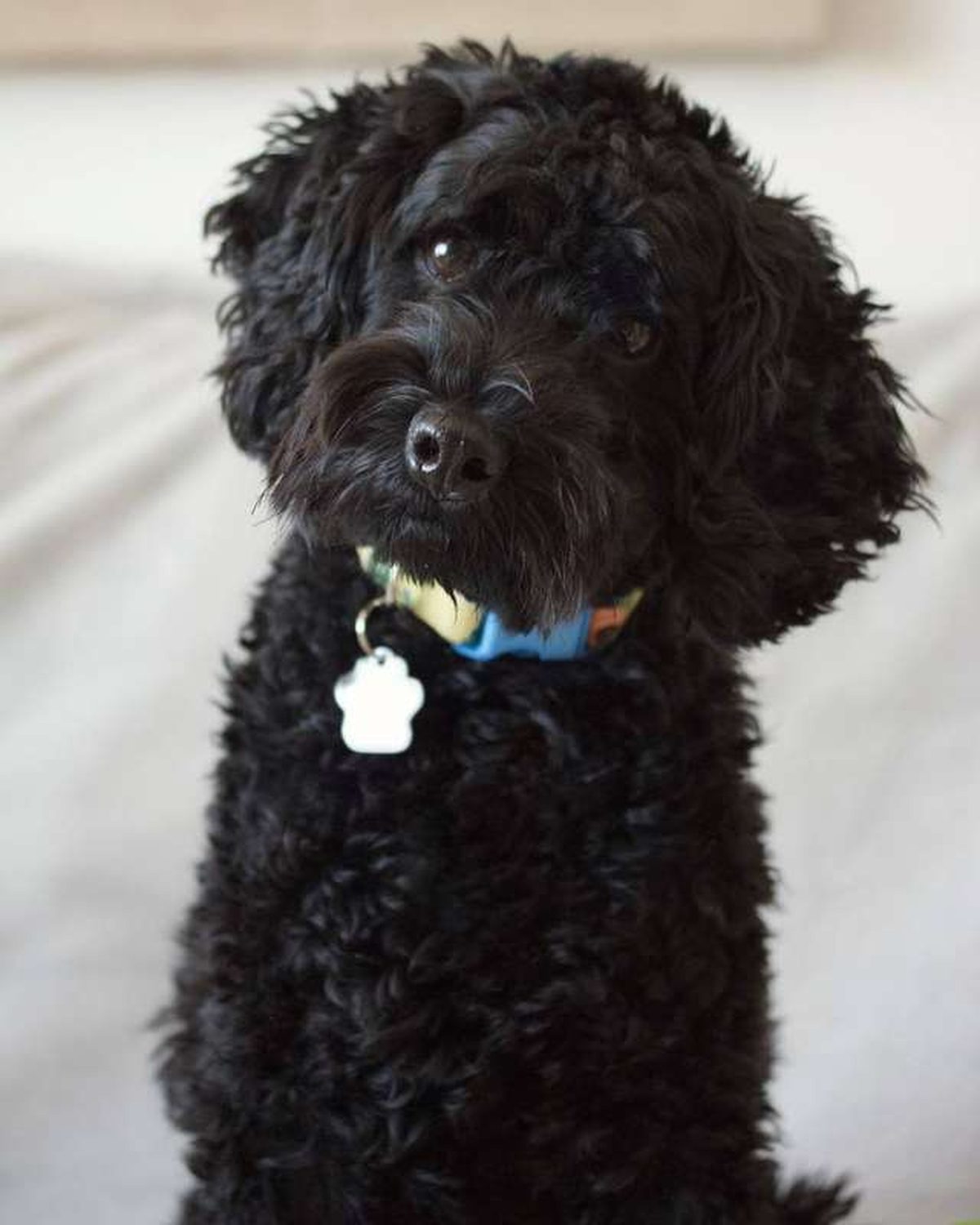 Why Do Dogs Tilt Their Heads When You Talk?