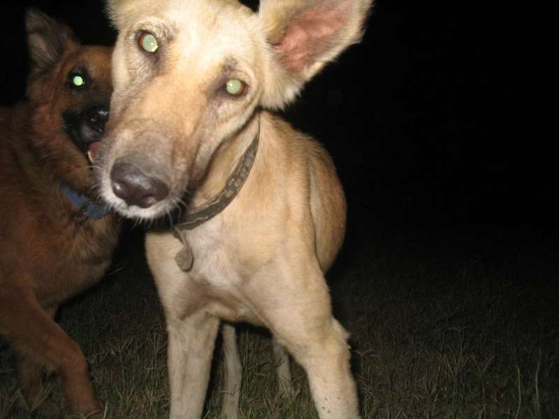 A dog tilting its head while listening to a new sound