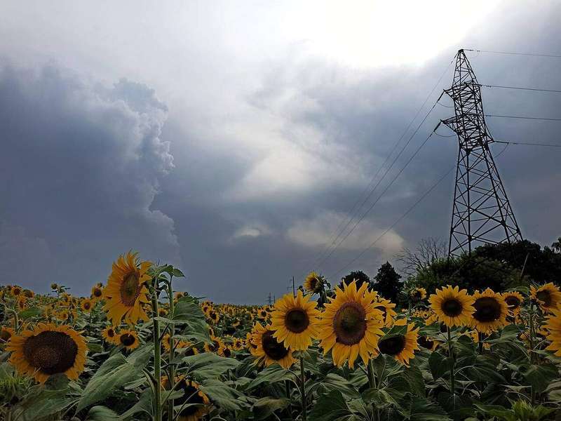 Dark storm clouds gathering over a sunflower field