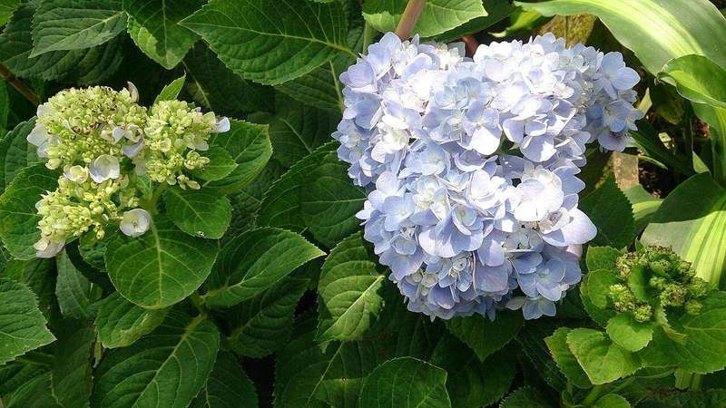 Hydrangea buds developing on healthy stems