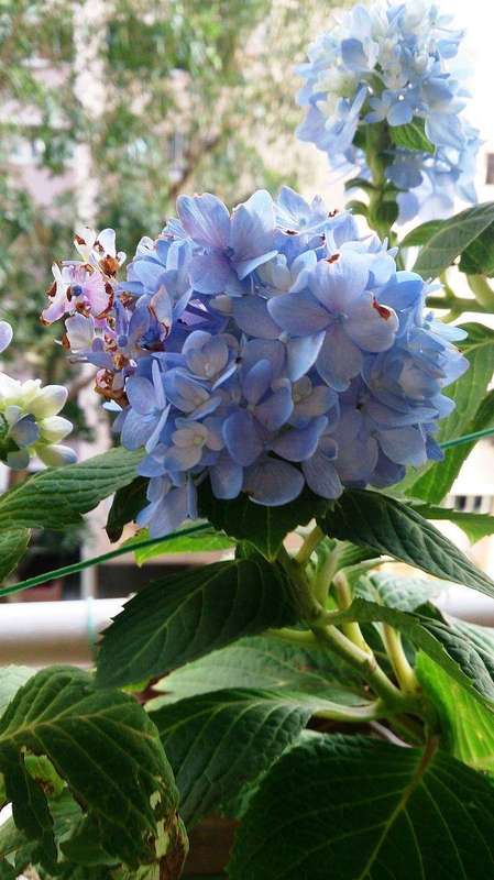 Mature blue hydrangea blooms on a healthy shrub