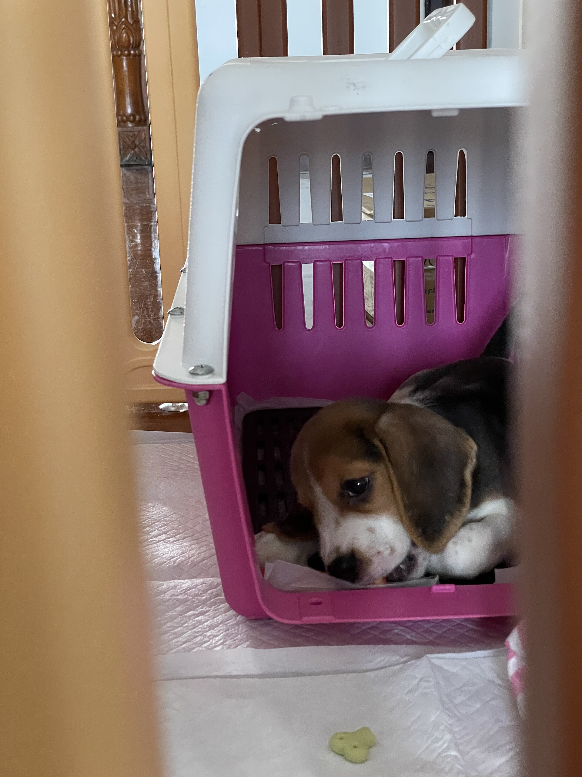 A beagle puppy resting inside an open dog crate