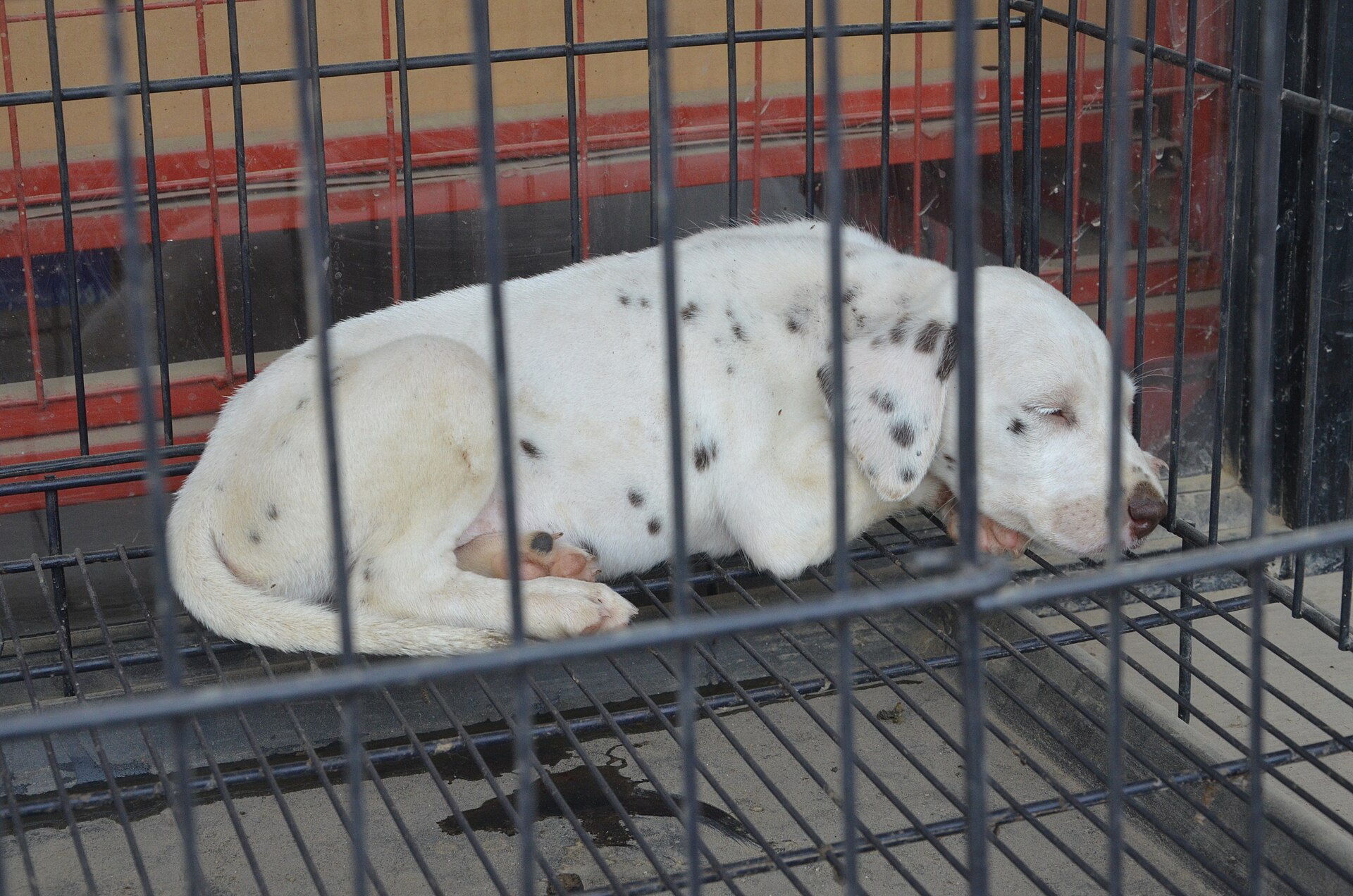 A young puppy eating from a bowl inside a crate