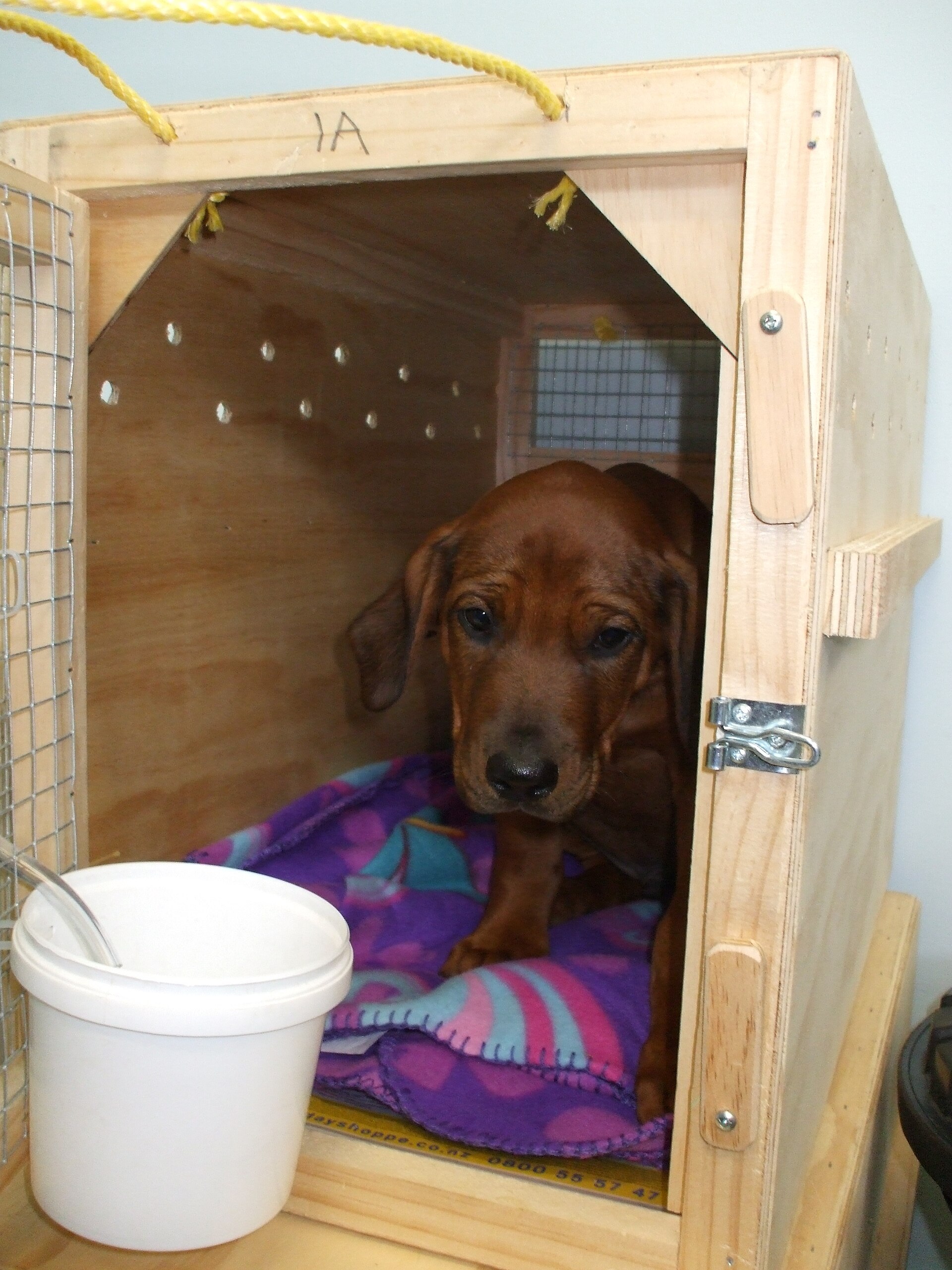 A puppy sleeping peacefully on a blanket inside a crate
