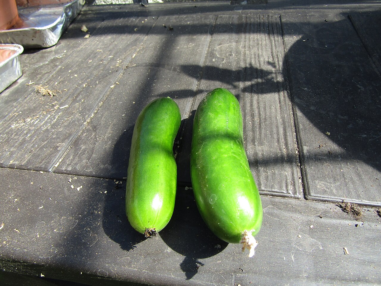 Why cucumbers taste bitter sometimes and how to prevent it