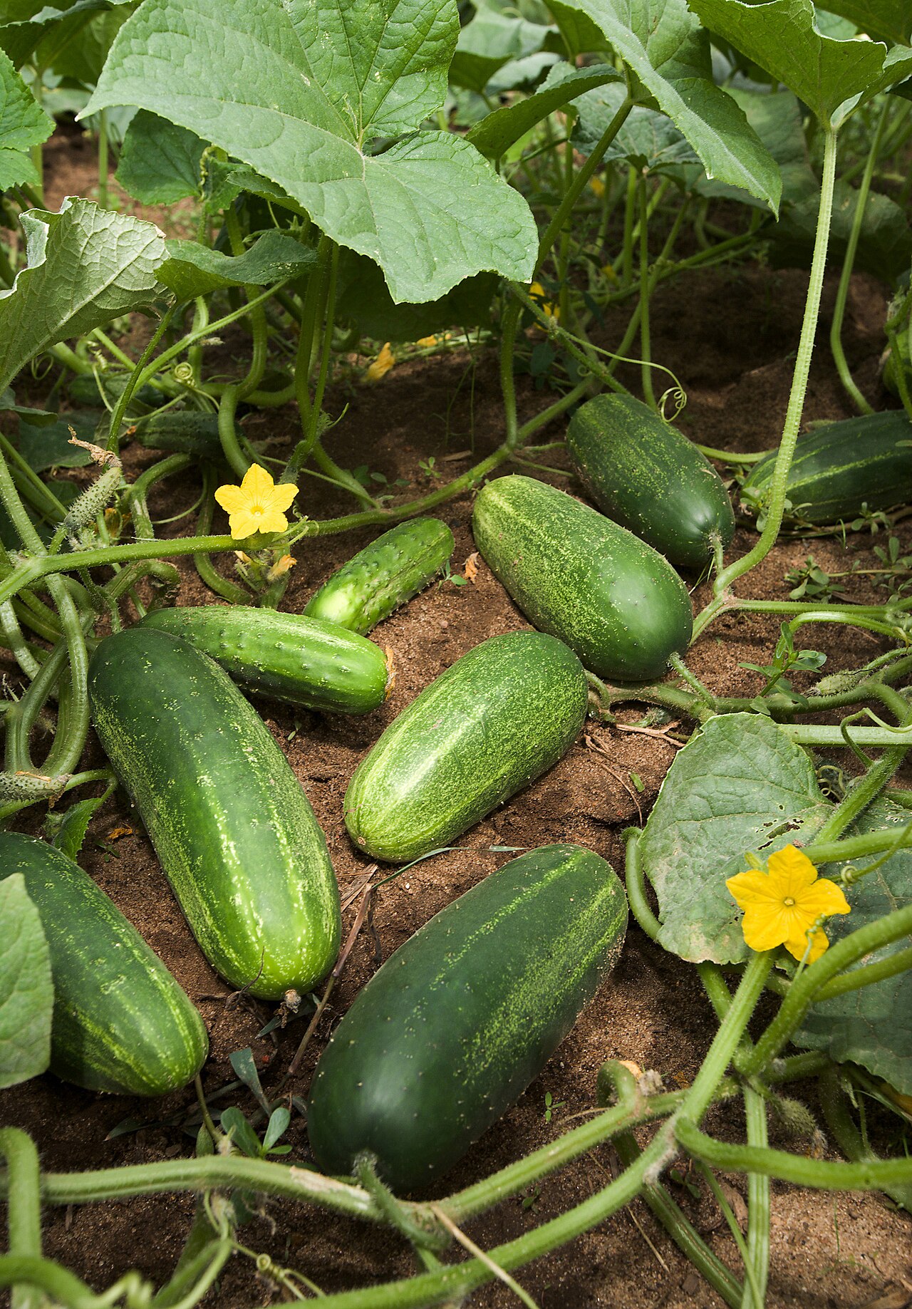 Cucumber plants growing on vines in a vegetable garden