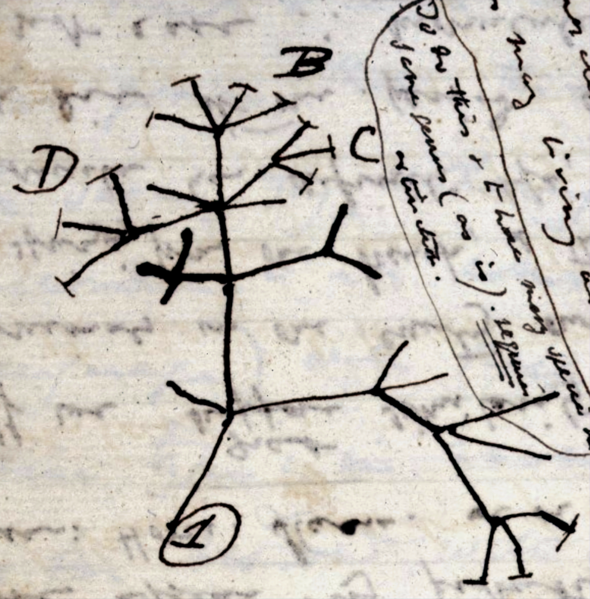 Darwin's 1837 sketch of an evolutionary tree, an early diagram behind the theory of evolution
