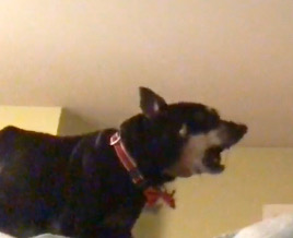A dog barking with an alert expression