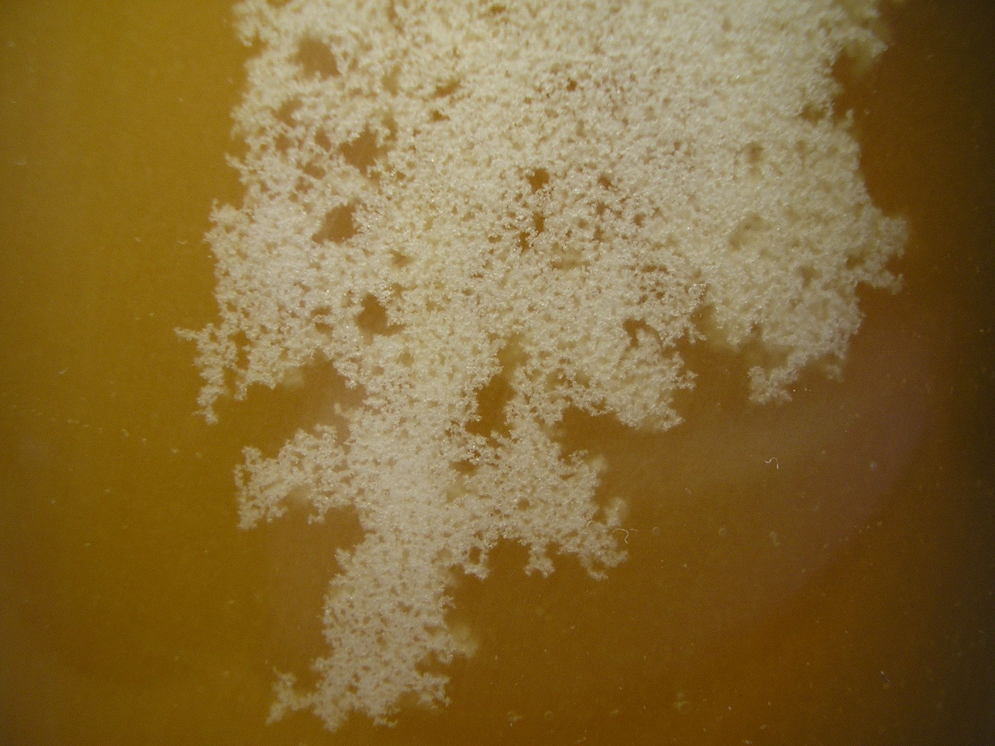 A jar of honey thick with pale crystals throughout